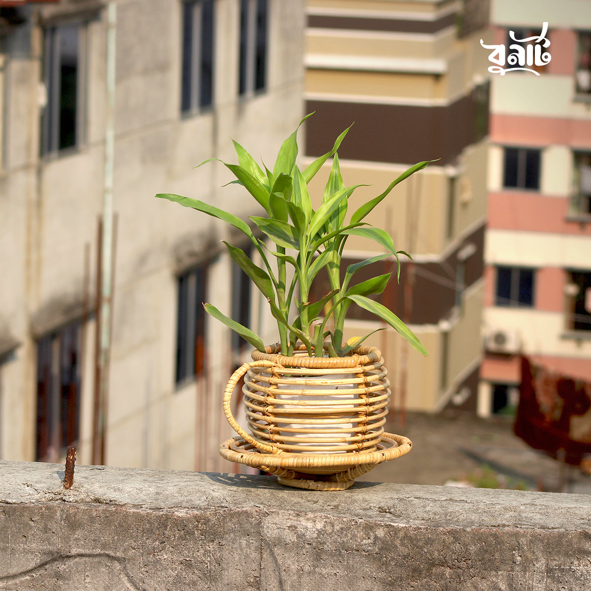 Cane Cup Planter