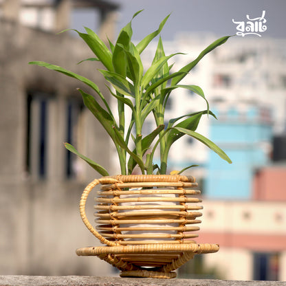 Cane Cup Planter